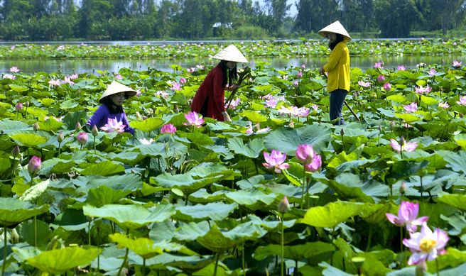 ĐỒNG THÁP – HOA KIỂNG